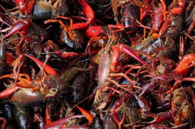 家養(yǎng)小龍蝦要喂什么，一般可飼喂蚯蚓、魚粉、谷類等食物