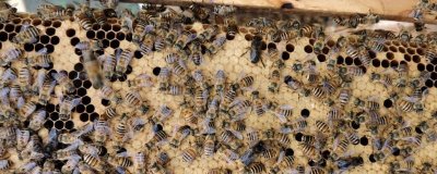 養(yǎng)蜂如何換王，待蜂群失王1-2天再介入新王