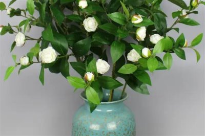 山茶花的花語(yǔ)是什么，寓意謙讓高潔、理想的愛(ài)等