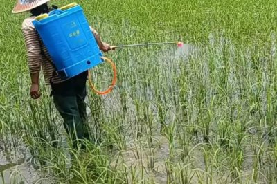 蕓苔素多長時間見效，噴施后7-14天可以見效