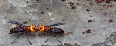 被馬蜂蟄了幾天能自愈，取決于蜂種