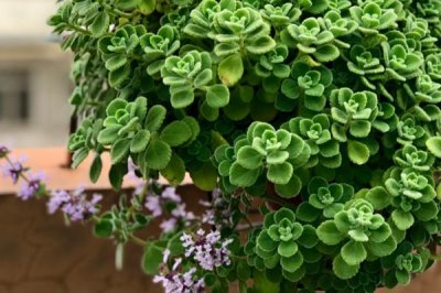 碰碰香開花是什么時(shí)候，是一種在夏季開花的花朵