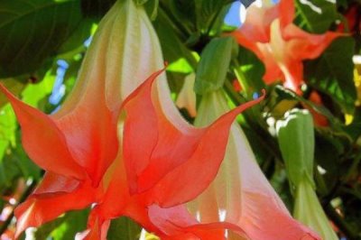 曼陀羅的花語，寓意不可預(yù)知的黑暗、誘惑等