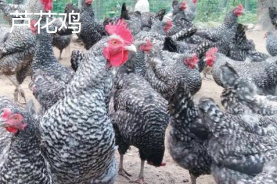 特種雞的價(jià)格，根據(jù)實(shí)際情況選擇養(yǎng)殖品種