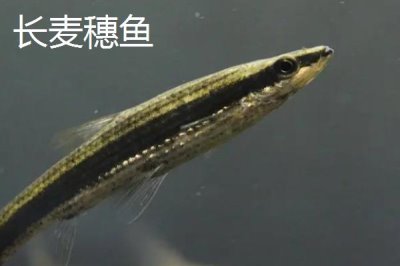 麥穗魚(yú)是什么魚(yú),是常見(jiàn)的小型淡水魚(yú)類(lèi)