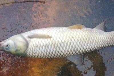 10米魚竿怎么拋出去，多數(shù)都是用長竿短線