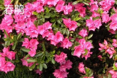 杜鵑花何時(shí)開(kāi)放，開(kāi)花時(shí)間取決于培育環(huán)境