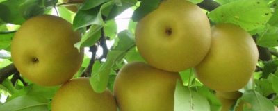 遼寧遼陽(yáng)市的特產(chǎn)，是中國(guó)有名的歷史文化古城