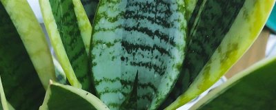家養(yǎng)虎皮蘭不吉利嗎，家里養(yǎng)虎皮是不吉利的