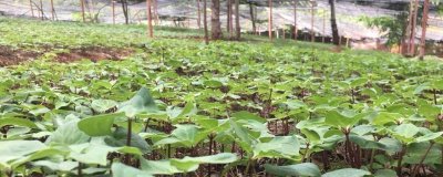 規(guī)?；N植藥材的誤區(qū)，種植單一品種的風(fēng)險更大
