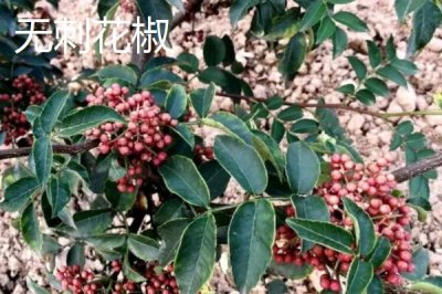 花椒的市場(chǎng)價(jià)格，各地區(qū)的售價(jià)有所區(qū)別