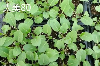 青梗松花菜苗的價(jià)格，一株需要0.1-0.5元左右