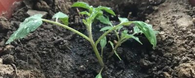 西紅柿的生長過程，包括發(fā)芽、生長、開花和結(jié)果