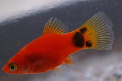 如何飼養(yǎng)剛出生的米奇魚，需要投喂富含營養(yǎng)、容易消化的食物