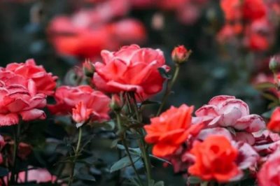 保加利亞玫瑰花的花語(yǔ)，花語(yǔ)是愛(ài)情、勇敢等
