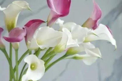 馬蹄蓮的花語，花色不同花語也不同