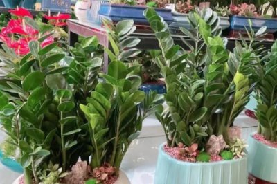 不用勤澆水的省心室內(nèi)盆栽植物，這7種可嘗試種植
