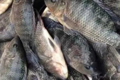 羅非魚的價格，均價也就在10元/斤以內(nèi)