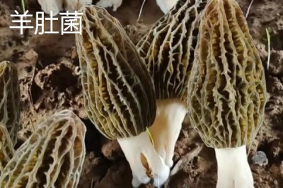 黑龍江牡丹江市的特產(chǎn)，響水大米馳名中外