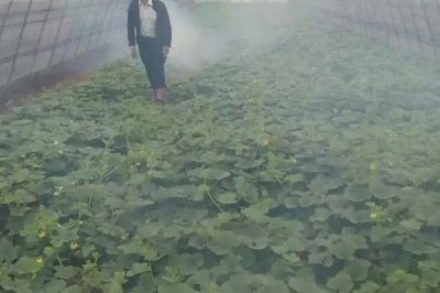 如何降低蔬菜種植中的農(nóng)藥殘留，減少農(nóng)藥使用量是關(guān)鍵