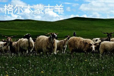 青海省格爾木市的特產(chǎn)，包括枸杞、釀皮、唐古拉牦牛等種類