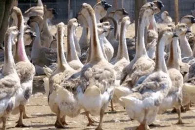 獅頭鵝怎么養(yǎng)殖，需做好保溫、防濕等工作