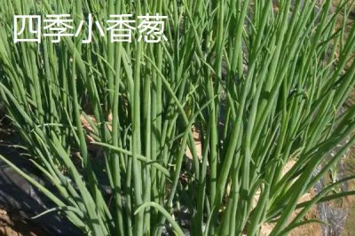小蔥的產(chǎn)地，原產(chǎn)于西伯利亞
