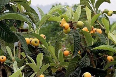 枇杷的管理方法，現(xiàn)核時要追施壯果肥