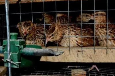 養(yǎng)殖鵪鶉為什么會賠錢，其死亡率高且競爭力大