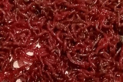 紅蟲的價格，產(chǎn)地、品牌等條件會影響到售價