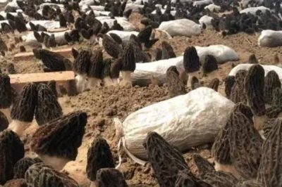 羊肚菌的種植技術(shù)，在10-12月份進(jìn)行播種