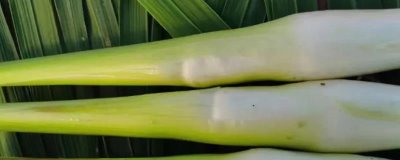 茭白怎么種植才能高產(chǎn)，關(guān)鍵是要進(jìn)行水旱輪作