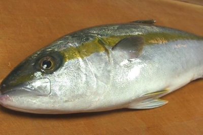 什么是鰤魚，屬于鲹科、鰤屬海洋魚類的統(tǒng)稱