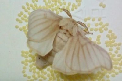 蠶羽化成蛾能存活多少天，一般只能活1-3天