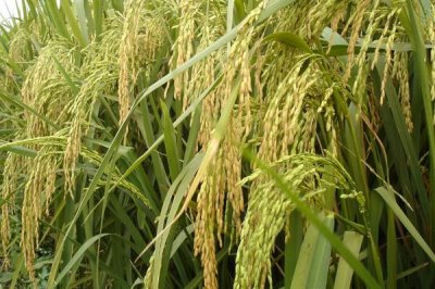 金珍優(yōu)早絲水稻種子特征特性，全生育期109.9天