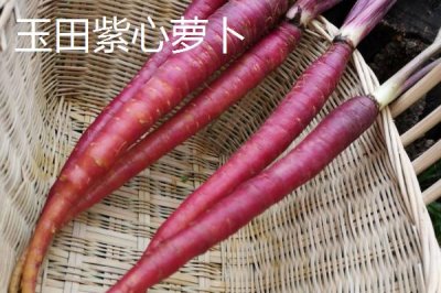 河北秦皇島有哪些特產(chǎn)，昌黎葡萄暢銷全國各地