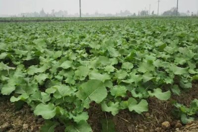 油菜移植栽培方法，堅持因地制宜