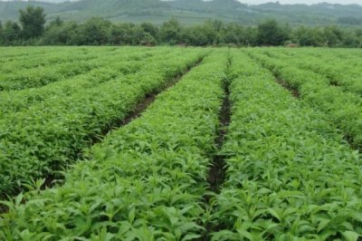 規(guī)?；N植藥材的誤區(qū)，種植單一品種的風(fēng)險更大