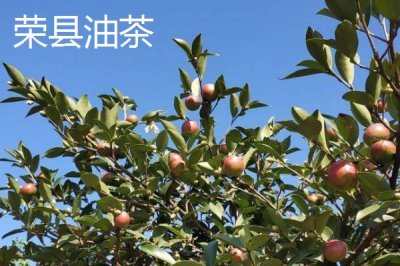 四川省自貢市的特產(chǎn)，榮縣油茶榮獲國(guó)家地理標(biāo)志證明商標(biāo)
