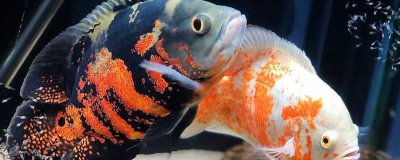 地圖魚耗氧量大不大，消耗量比其它魚類要大