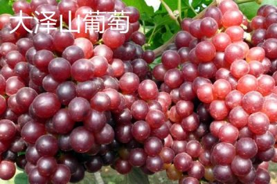 山東平度的特產(chǎn)，被譽(yù)為青島的“后花園”