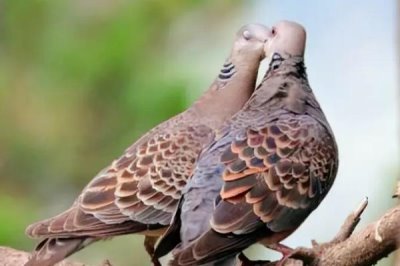 斑鳩能否人工養(yǎng)殖，辦理相關(guān)證件即可養(yǎng)殖