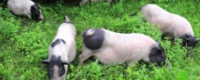 巴馬香豬怎么養(yǎng)殖，室外溫度超過20℃時可進(jìn)行放牧