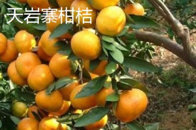 湖南臨湘的土特產(chǎn)，包括龍窖腐乳、龍窖醬菜、臨湘黑茶等種類