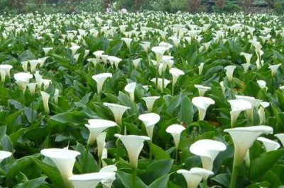 家里不能養(yǎng)馬蹄蓮的原因，會污染環(huán)境且容易產(chǎn)生病害