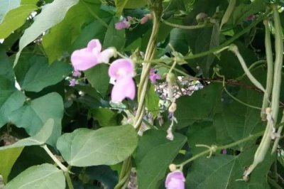 四季豆開花后要過多久才能采收，經(jīng)過15-20天即可進(jìn)入收獲期