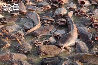 江團(tuán)魚(yú)的價(jià)格，一斤需要12-20元左右