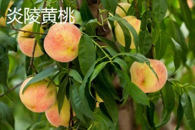 秦王桃的價格，每斤價格在4-5元