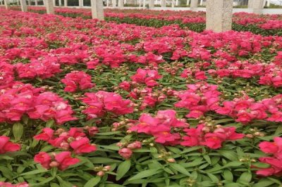 一二年生花卉如何繁殖，多由種子繁殖