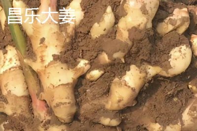 山東昌樂(lè)縣的特產(chǎn)，昌樂(lè)西瓜有200多年種植歷史